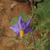 Solanum violaceum Ortega
